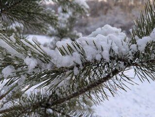 Wall Mural - the first snow on the pine branches. covered an evergreen tree with white snow in a natural area
