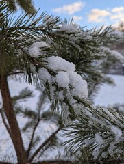Wall Mural - the first snow on the pine branches. covered an evergreen tree with white snow in a natural area