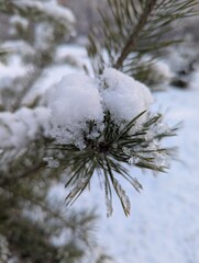Wall Mural - the first snow on the pine branches. covered an evergreen tree with white snow in a natural area