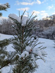 Wall Mural - the first snow on the pine branches. covered an evergreen tree with white snow in a natural area