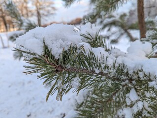 Wall Mural - the first snow on the pine branches. covered an evergreen tree with white snow in a natural area