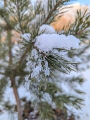 Wall Mural - the first snow on the pine branches. covered an evergreen tree with white snow in a natural area