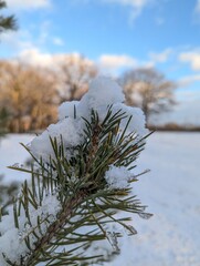 Wall Mural - the first snow on the pine branches. covered an evergreen tree with white snow in a natural area