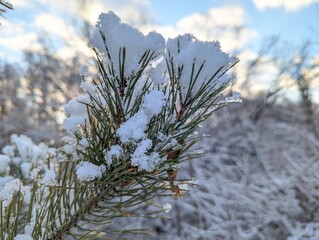 Wall Mural - the first snow on the pine branches. covered an evergreen tree with white snow in a natural area