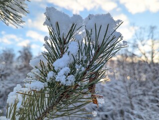 Wall Mural - the first snow on the pine branches. covered an evergreen tree with white snow in a natural area