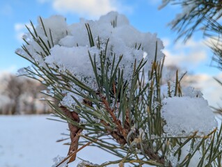 Wall Mural - the first snow on the pine branches. covered an evergreen tree with white snow in a natural area