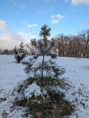 Wall Mural - the first snow on the pine branches. covered an evergreen tree with white snow in a natural area