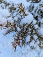Wall Mural - the first snow on the pine branches. covered an evergreen tree with white snow in a natural area
