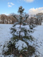 Wall Mural - the first snow on the pine branches. covered an evergreen tree with white snow in a natural area