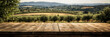© Leandro - Mesa de madeira rústica ao fundo uma plantação de oliveiras