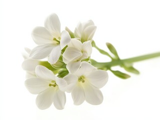 Wall Mural - close up of a cluster of white flowers on a green stem