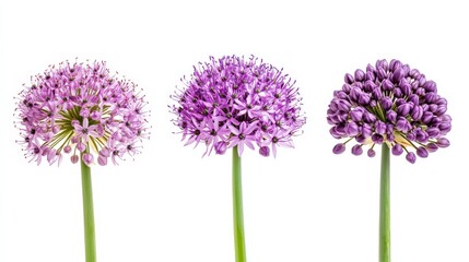 three purple allium flowers on a white background