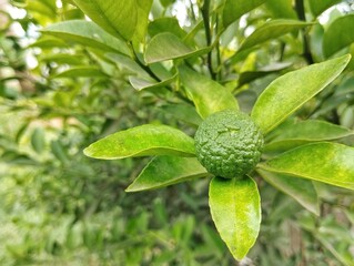 Fresh green lime on tree. Organic farm plant  Food ingredient 