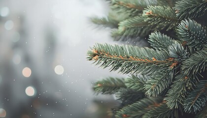 Poster - Close-Up of Snow Covered Evergreen Pine Branches with Soft Bokeh Winter Lights in Background: Perfect for Seasonal Nature Photography

