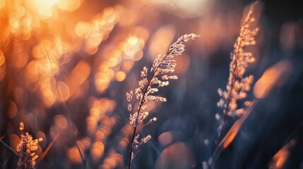 Poster - Dreamy bokeh captures golden light shimmering on grass during sunset in a serene outdoor setting