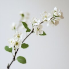 Wall Mural - a branch of white blossoms against a white background