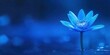 © Duskcraft - Blue Lotus Flower Blooming in Tranquil Water Setting with Soft Focus Background