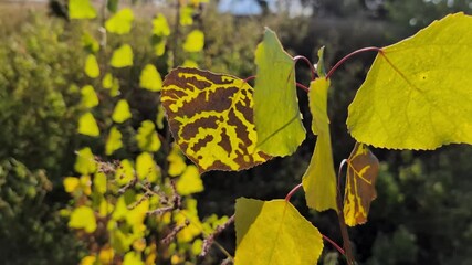 Wall Mural - Clsoeup of vibrating Aspen (Populus tremula) leaves in the forest