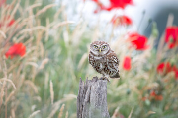 Little owl (Athene noctua) perched on a post in front of a poppy field, Kalmthout, Belgium