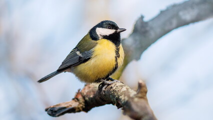 Poster - yellow wagtail on a branch