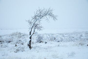 Wall Mural - winter landscape with snow covered trees