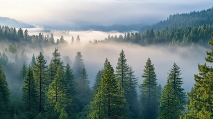 Poster - Fog blankets a serene pine forest at dawn, revealing tranquil beauty and nature's calm embrace