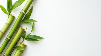 Poster - Fresh bamboo stems with leaves arranged on a clean white background showcasing natural beauty and simplicity in design.