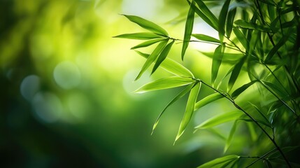 Poster - Lush green bamboo leaves illuminated by soft sunlight creating a tranquil natural background for wellness and relaxation themes