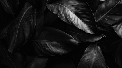 Poster - Banana Leaves in Dim Light with Minimalist Aesthetic Focusing on Nature's Textures and Contrast