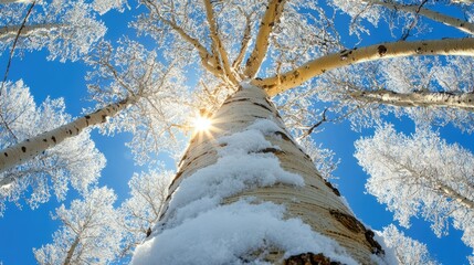 Poster - aspen tree trunk in winter with snow and sunlight from low angle perspective against blue sky