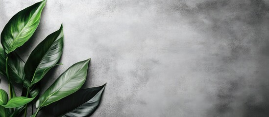 Poster - Minimalistic concrete background banner with lush green leaves and empty space for text or branding enhancement purposes
