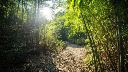 Poster - Sunlight filtering through lush bamboo trees creating a serene forest pathway ideal for relaxation and nature exploration