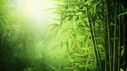 Poster - Lush bamboo forest with sunlight filtering through foliage creating a serene and tranquil natural backdrop for relaxation and meditation