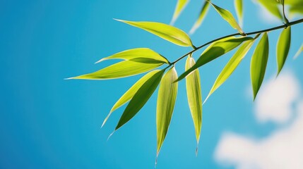 Poster - bamboo leaves against a clear blue sky creating a serene and tranquil nature background ideal for re
