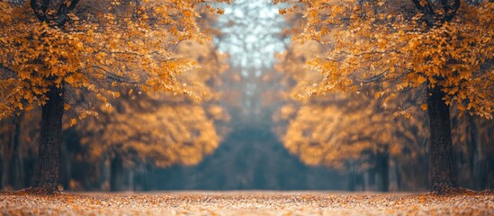Poster - Autumn landscape featuring golden leaves on trees creating a serene pathway with ample room for text and design elements.