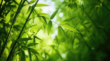 Poster - Lush bamboo leaves illuminated by sunlight in a serene forest reserve showcasing nature's tranquility and vibrant greenery