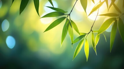 Poster - Bamboo leaves illuminated by soft natural light creating a serene and tranquil atmosphere in a lush green setting