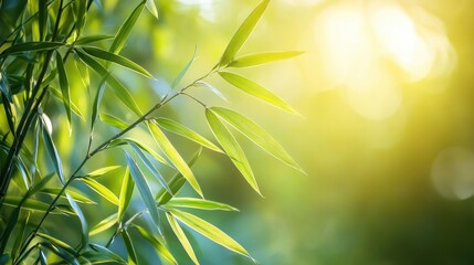 Poster - Bamboo plant illuminated by sunlight in a tranquil natural setting highlighting green leaves and soft glowing background.