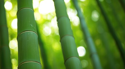 Poster - Lush Green Bamboo Stalks in Natural Light with Soft Focus Creating a Serene and Tranquil Atmosphere for Nature Themes
