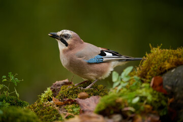 Wall Mural - Eurasian jay (Garrulus glandarius)