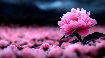 Wall Mural - A pink flower in the middle of a field of pink flowers