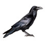 © oxie99 - carrion crow on white Background, cut out