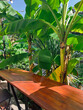 © Amor Burakova/Stocksy - Wooden table set amidst lush banana  trees in a sunny day