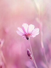 Poster - Close-up view of a vibrant lavender flower showcasing delicate petals and a soft pastel background