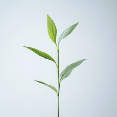 Wall Mural - Single green plant sprout against light background.