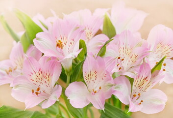 Wall Mural - Delicate blooming festive alstroemerias, blossoming pink summer flowers soft background, bouquet floral card, selective focus, shallow focus