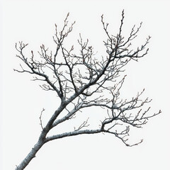 Winter tree branch, stark silhouette against a bright sky.