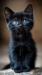 Close-up an adorable black kitten in perfect detail image