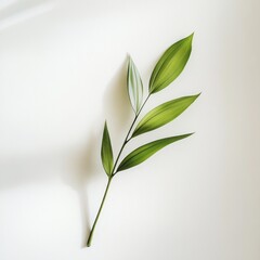 Single green plant sprig with variegated leaves on white background.