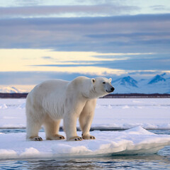 Wall Mural - single adult polar bear in snowy arctic landscape